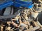 1970 Mercury Cougar Base